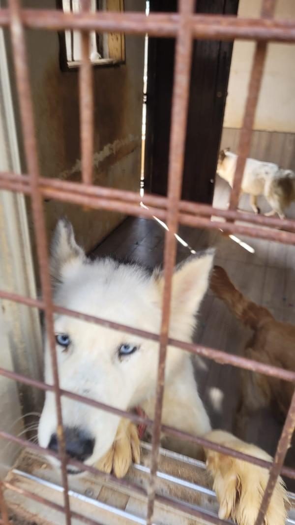 Donut, meravigliosa Husky Foto 6